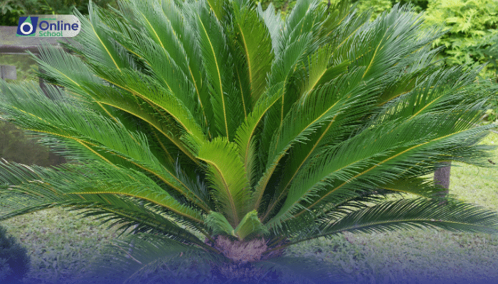 Lesson 14: Characteristics and Uses of Gymnosperms